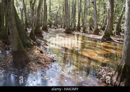 Zypressen und Wasser Tupelo Baum Sumpf entlang Natchez Trace Parkway in Mississippi, USA. Stockfoto