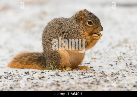 Fuchs-Eichhörnchen auf Futtersuche auf schneebedeckten Boden. Stockfoto