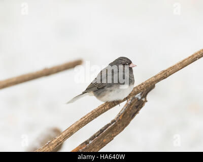 Erwachsene männliche dunkeläugigen Junco auf Ast über schneebedeckten Boden. Stockfoto