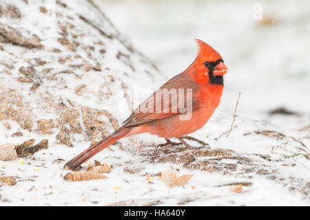 Männliche nördlichen Kardinal Futtersuche auf schneebedeckten Boden. Stockfoto