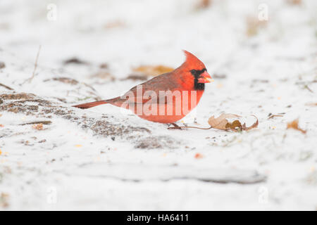 Männliche nördlichen Kardinal Futtersuche auf schneebedeckten Boden. Stockfoto