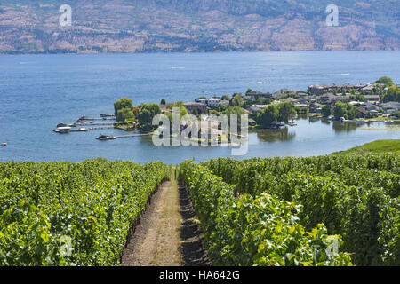 Weinberg mit Blick auf eine Unterteilung Okanagan Lake West Kelowna British Columbia Kanada im Sommer Stockfoto