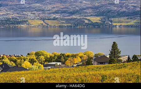 Weinberg mit Blick auf eine Unterteilung Okanagan Lake Kelowna British Columbia Kanada im Herbst Stockfoto