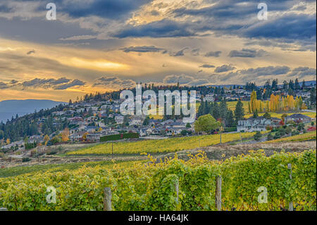 Weinberg mit Blick auf eine Unterteilung Okanagan Lake Kelowna British Columbia Kanada im Herbst Stockfoto