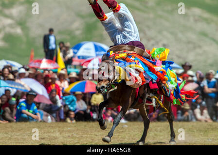 Ein khampa Reiter zeigt seine akrobatischen Fähigkeiten vom Rücken eines galoppierenden Pferd am Yushu Horse Festival. Qinghai, China Stockfoto