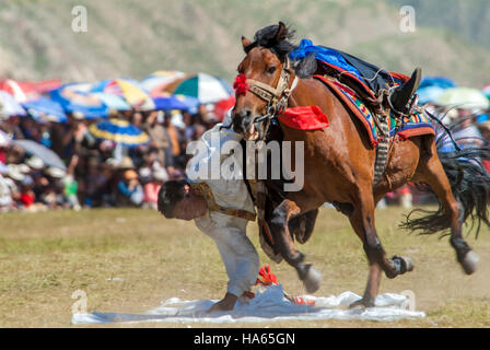 Ein khampa Reiter Praktiken Abholung Seidenschals vom Rücken eines galoppierenden Pferd am Yushu Horse Racing Festival in Qinghai, China. Stockfoto