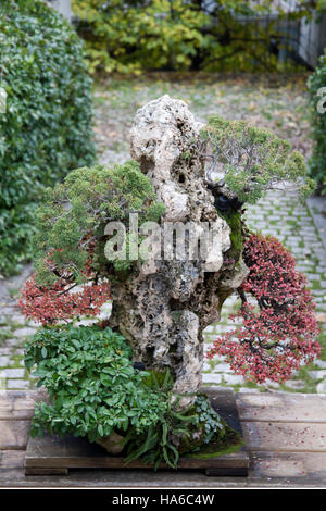 Bonsai-Baum im Botanischen Garten, Madrid Spanien Stockfoto