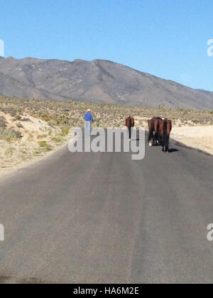 Cold Creek Horses in Nevada sind wilde Mustangs, die vom Bureau of Land Management verwaltet werden. Das natürliche Verhalten und der Lebensraum der Herde haben sowohl Naturschützer als auch politische Organisationen, die sich mit der Wildpferdewirtschaft beschäftigen, auf sich aufmerksam gemacht. Stockfoto
