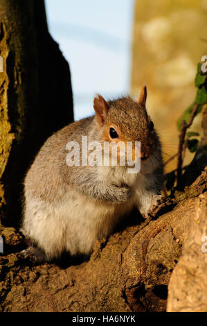 Ein Eichhörnchen in einem Baum sitzend. Stockfoto