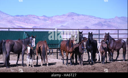 Dieses Foto zeigt Owyhee Pferde auf der PVC (Pine Valley Ranch) und hebt die Stärke und Schönheit der Rasse hervor. Das Owyhee-Pferd ist bekannt für seine Ausdauer und Rolle im amerikanischen Westen während des 19. Jahrhunderts. Stockfoto