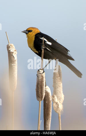 Der erwachsene männliche Gelbkopfbarsch, der im Malheur National Wildlife Refuge gefunden wurde, zeigt seinen markanten gelben Kopf und seinen kontrastierenden schwarzen Körper. Diese Art kommt typischerweise in Feuchtgebieten in Nordamerika vor, wo sie in Sümpfen und Feuchtgebieten nistet. Stockfoto