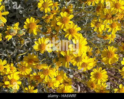 Brittlebrush (Encelia farinosa) ist ein einheimischer Sträucher, der in Wüstenökosystemen vorkommt, insbesondere im Südwesten der USA. Er spielt eine entscheidende Rolle in Wüstenlandschaften, bietet Lebensraum für Wildtiere und trägt zur lokalen Artenvielfalt bei. Oft in Nationalparks zu sehen, gedeiht sie unter trockenen Bedingungen und blüht im Frühjahr mit gelben Blüten. Stockfoto
