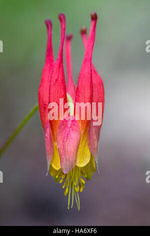 Die Western Columbine (Aquilegia formosa) ist eine lebendige Blume im Rocky Mountain National Park, die für ihr markantes Aussehen und ihre ökologische Bedeutung in alpinen Ökosystemen bekannt ist. Stockfoto