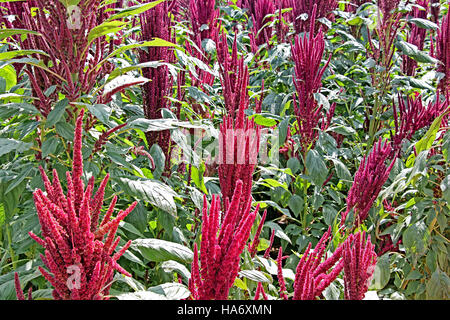 Indische Grüner Amaranth Pflanzen mit roten Blüten im Feld. Amaranth ist als Blattgemüse, Getreide und Zierpflanzen angebaut. Diese Gattung ist Amaranthus. Stockfoto