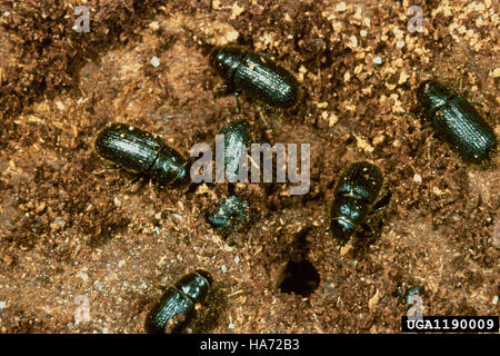Der Fichte-Rindenkäfer-Befall hat weite Teile von Fichtenwäldern betroffen, insbesondere in Alaska und den westlichen USA. Der Käfer verursacht erhebliche Schäden an den Bäumen, indem er sich in die Rinde eingräbt, wodurch die Bäume geschwächt und getötet werden. Die laufende Überwachung und Forschung zielt darauf ab, die Ausbreitung des Befalls einzudämmen und seine ökologischen Auswirkungen auf die Waldökosysteme zu verringern. Stockfoto