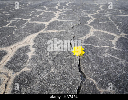 Eine kleine gelbe Löwenzahn Blume durchdringt durch einen Spalt in die verwitterten grauen Betonfahrbahn Stockfoto