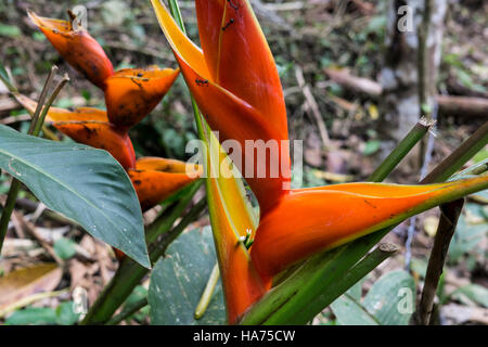 Amazonas Blumen, Heliconia Floweer. Amazonas, Peru. Stockfoto