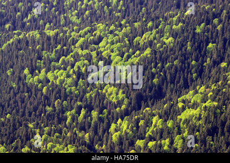 Wald von oben gesehen Stockfoto