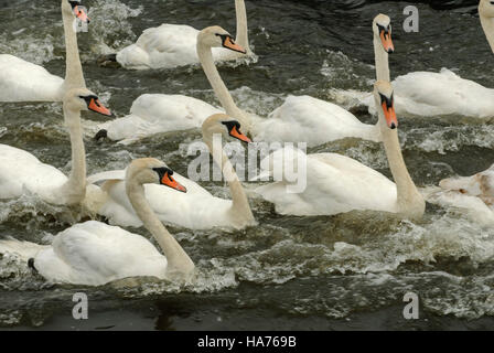 Eine Gruppe oder eine Schar von Höckerschwäne Schwimmen im rauen Wasser auf dem Fluss Tweed, Northumberland, England Stockfoto