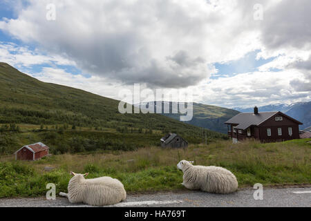 Schafe, die sitzen in der Nähe von einem Ferienhaus Norwegen Aurlandsfjellet National Tourist Route Stockfoto