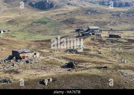 Farmen von Lamas und Alpakas im peruanischen Hochland. Pasco, Peru. Stockfoto