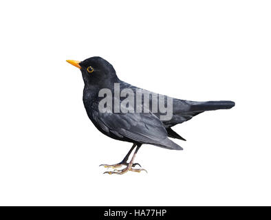 Profilbildnis einer kleinen Amsel oder echte drosseln (Turdus Merula) isoliert auf einem weißen Hintergrund. Stockfoto