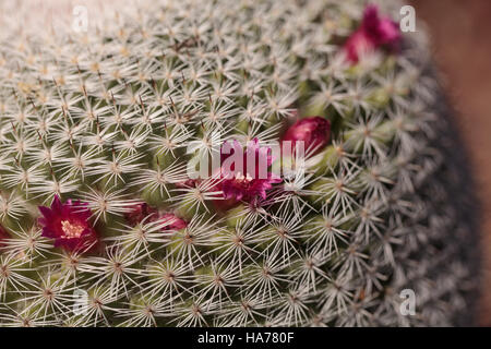 Twin spined Kakteen Mammillaria Geminispina wächst in der Wüste und zieht seine rosa Blüten die Bienen. Stockfoto