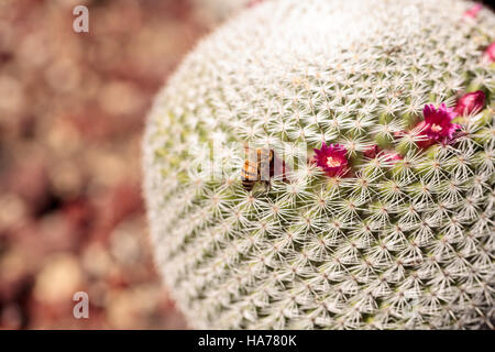 Twin spined Kakteen Mammillaria Geminispina wächst in der Wüste und zieht seine rosa Blüten die Bienen. Stockfoto