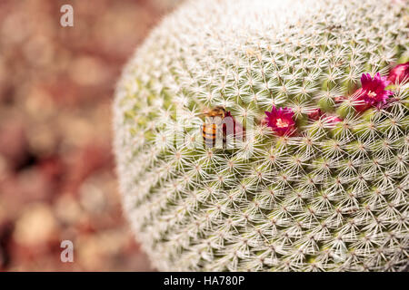 Twin spined Kakteen Mammillaria Geminispina wächst in der Wüste und zieht seine rosa Blüten die Bienen. Stockfoto