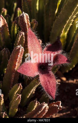 Rote Blume auf einem Stapelia Gigantea Kaktus blüht und wächst in Afrika nennt man auch die Seestern-Blume Stockfoto