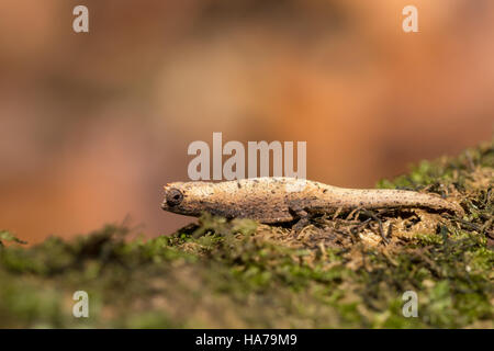 kleines Chamäleon Brookesia Micra (Brookesia Minima), kleinste Chamäleon bekannt und gehört zu den kleinsten Reptilien der Welt. Provinz Antsiranana, madaga Stockfoto