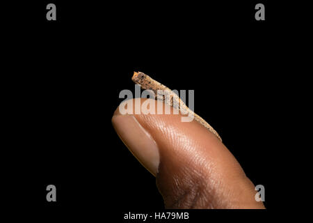 kleines Chamäleon Brookesia Micra (Brookesia Minima) auf menschlichen Zoll, kleinste Chamäleon bekannt und unter den kleinsten Reptilien der Welt. Antsiranana Pro Stockfoto