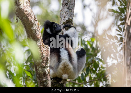 Schwarz / weiß Lemur Indri (Indri Indri), auch genannt der Babakoto am Baum erhängt. Indri ist der größte lebende Lemur. Andasibe - Analamazaotra Natio Stockfoto