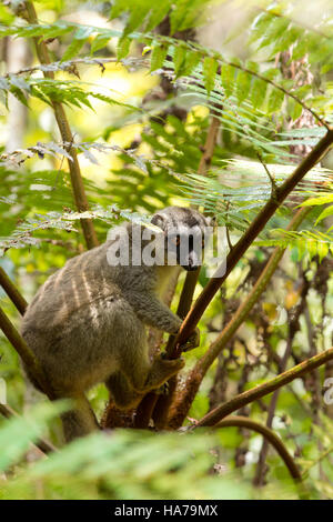 Gemeinsamen braune Lemur (Eulemur Fulvus) in der Spitze des Baumes, Andasibe - Analamazaotra Nationalpark, Madagascar wildlife Stockfoto