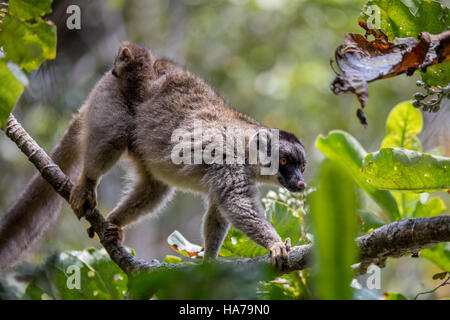 Gemeinsamen braune Lemur (Eulemur Fulvus), Frau mit Baby auf dem Rücken. Andasibe - Analamazaotra Nationalpark, Madagascar wildlife Stockfoto