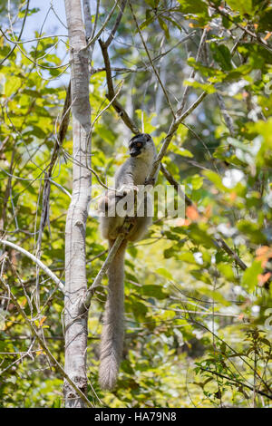 Gemeinsamen braune Lemur (Eulemur Fulvus) in der Spitze des Baumes, Andasibe - Analamazaotra Nationalpark, Madagascar wildlife Stockfoto