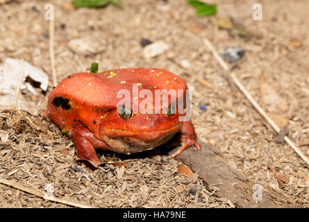 Große rote Tomatenfrosch, Arten der Gattung Dyscophus (Dyscophus Antongilii). Es kann in Maroantsetra Stadt Graben gefunden werden. Wenn threate Stockfoto