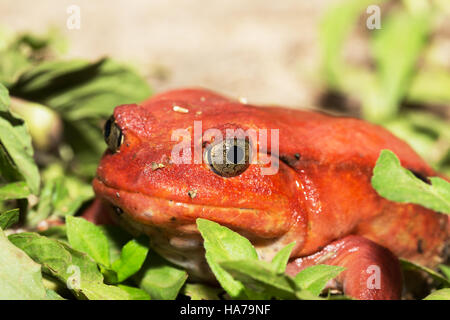 Große rote Tomatenfrosch, Arten der Gattung Dyscophus (Dyscophus Antongilii). Es kann in Maroantsetra Stadt Graben gefunden werden. Wenn threate Stockfoto