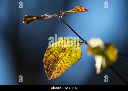 Letzte der noch hängen Blätter Stockfoto