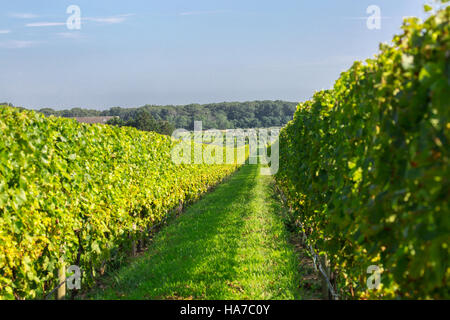 Wein Weinberg in Eastern Long Island mit Trauben am Rebstock Stockfoto