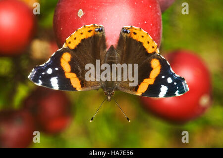 Red Admiral (Vanessa Atalanta) auf einen Apfel Stockfoto