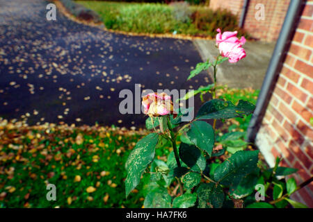 ROSE IM STERBEN Stockfoto