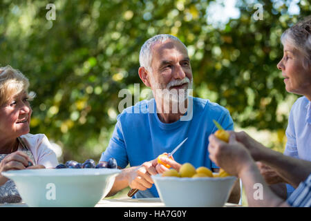 Ältere Ehepaare, die Samen der Aprikose Früchte im Garten entfernen Stockfoto