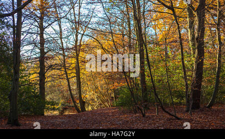 Herbst Farbe in Epping Forest Stockfoto