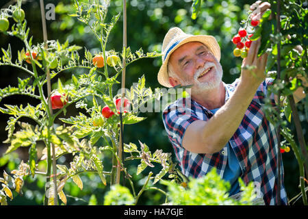 Senior woman holding Cherry Tomaten im Garten Stockfoto