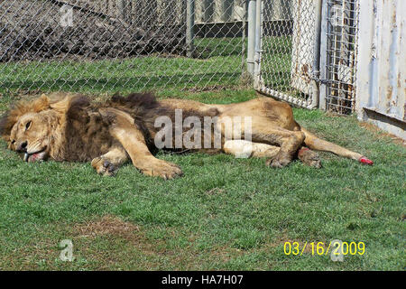 Dieses Bild zeigt eine Schlüsselfigur des USDA, die die Nationalparkpolitik und ihre Auswirkungen auf den Umweltschutz diskutiert. Die Diskussion beleuchtet die Schnittstelle von Politik, Wissenschaft und Bewirtschaftung natürlicher Ressourcen innerhalb der Mission des USDA, Nationalparks und ihre Ökosysteme zu schützen. Stockfoto
