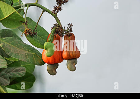 Reifung von Cashew-Nüssen in Baum in Goa, Indien. Cashew-Samen werden in Rezepten verwendet. Gereifte Cashewapfel Zellstoff wird in Alkohol destilliert. Stockfoto