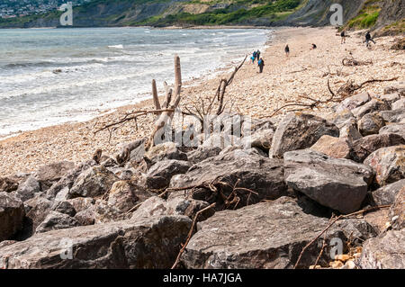 Fossilen Jäger untersuchen die großen Kieselsteinen auf dem Vorland der Weststrand entlang der Basis des aktiven Erdrutsch schwarz Ven gefunden Stockfoto