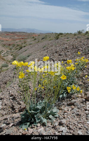 Blmnevada 5387748997 Wildblumenwiese in der Wüste von Nevada Stockfoto