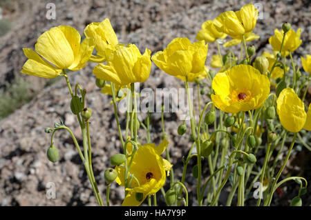 Blmnevada 5387755791 Wildblumenwiese in der Wüste von Nevada Stockfoto